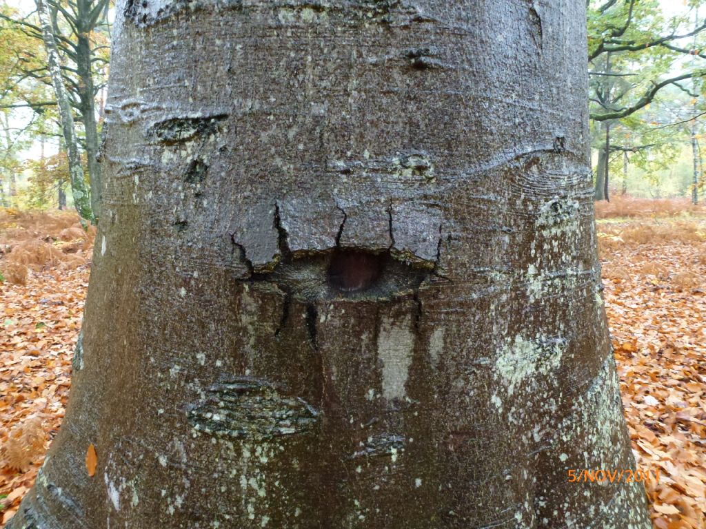 Champignons Le Mesle 15